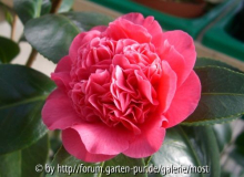 Anemoniflora Rosea  Feb 14.jpg