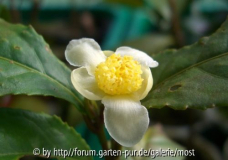 sämling sinensis variegata feb 14.jpg