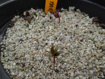 Paeonia mairei Germination February 2014