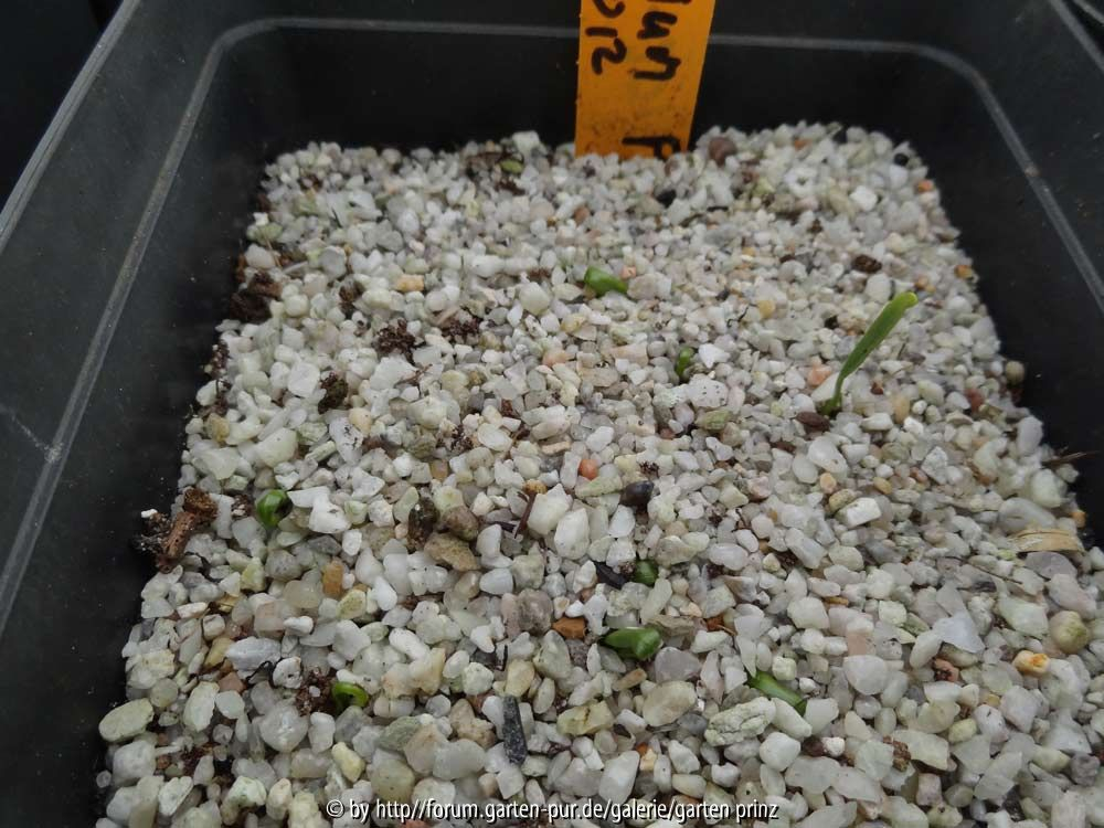 Trillium Western-Sessile Hybrids Pink Germination February 2014