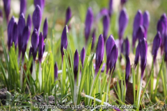 Krokusse 12.02.1014