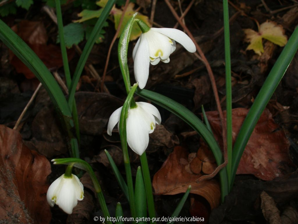 Galanthus L.E. 14.02.2014