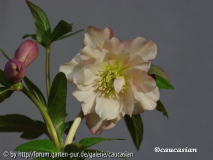 Hessenhof 2014-2