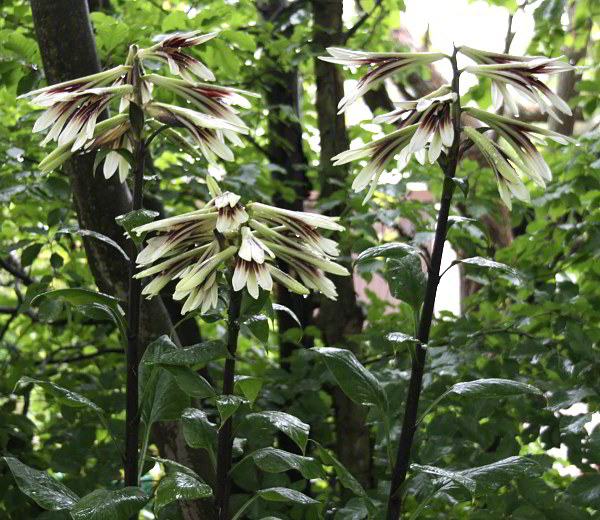 Cardiocrinum giganteum var. yunnanense