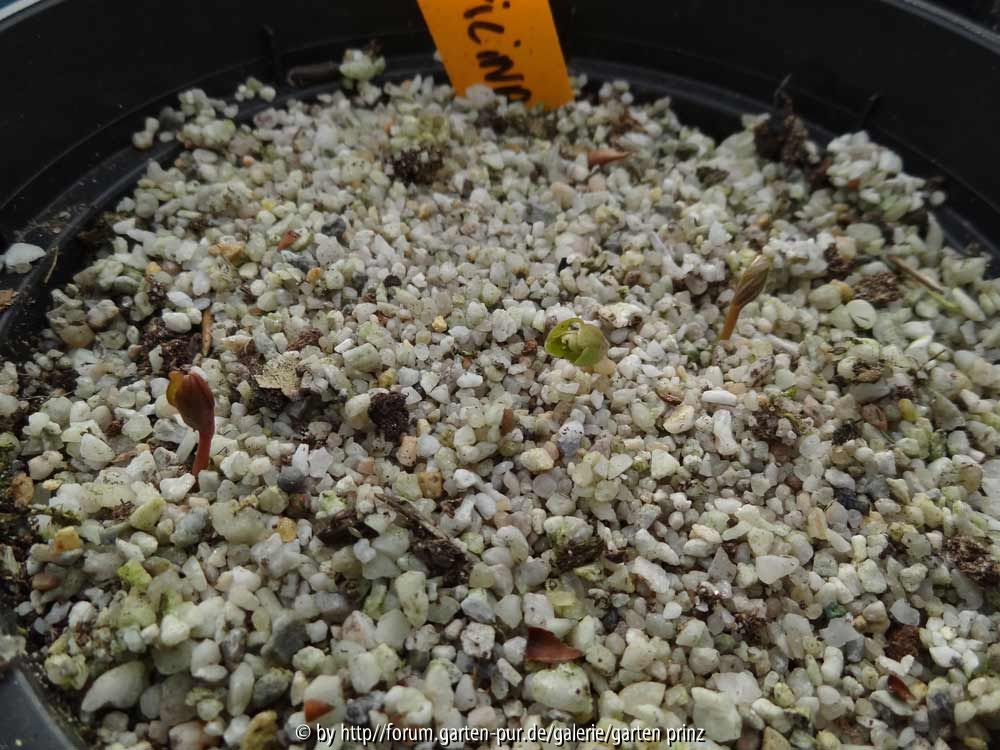 Paeonia officinalis Germination February 2014