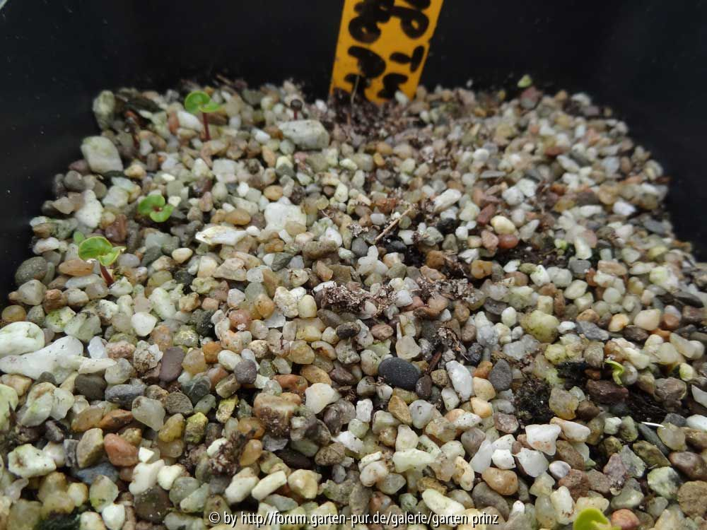 Eucalyptus niphophila Germination February 2014