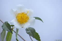 C.yunnanensis