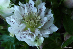 Helleborus gefüllt