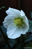 Helleborus ungefüllt