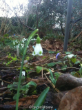 Galanthus plicatus 'Trymlet'