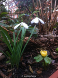 Galanthus 'Sibbertoft Magnet' falsch!