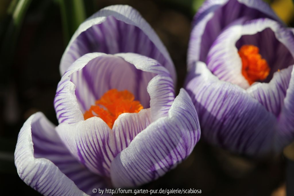 Krokus 16.02.2014