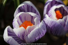 Krokus 16.02.2014