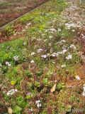 sedumblüte 4518
