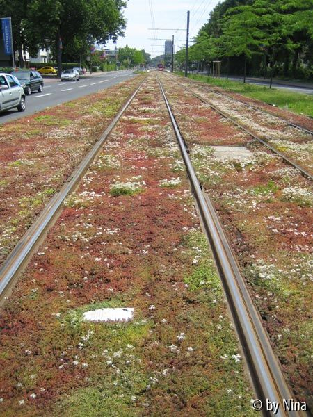 sedumblüte 4520