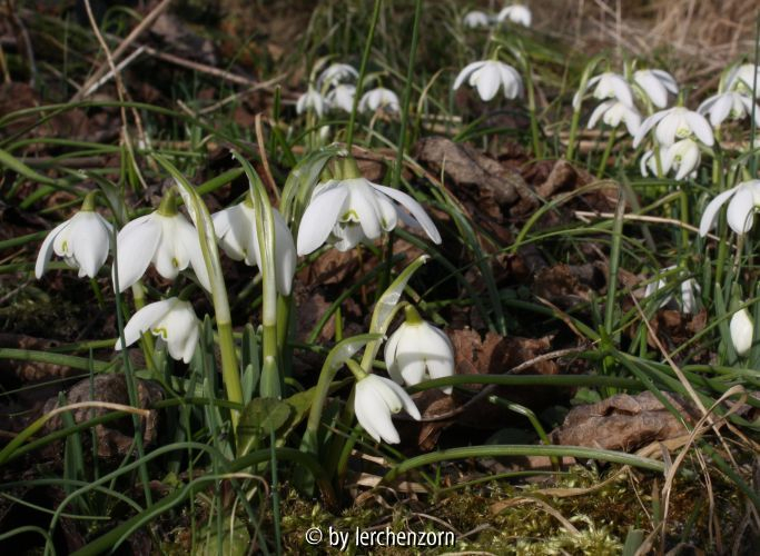 Galanthus nivalis Flore Pleno