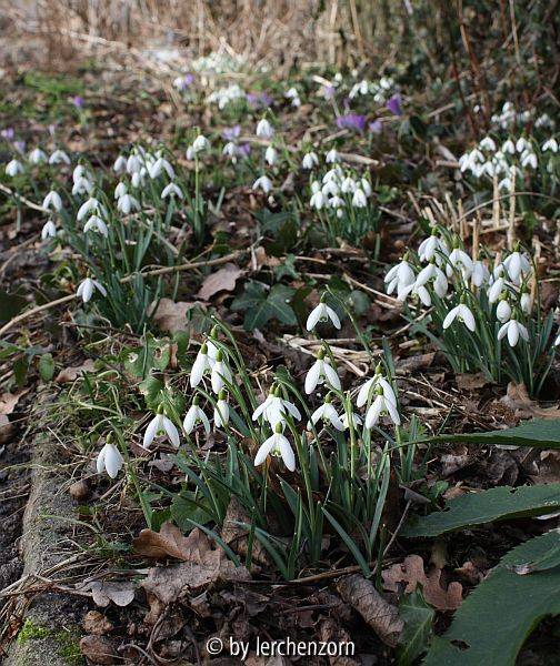 Galanthus nivalis