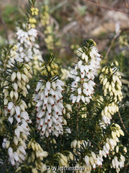 Erica carnea weiß
