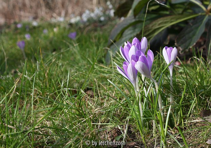 Crocus tommasinianus