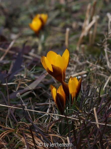Crocus chrysanthus