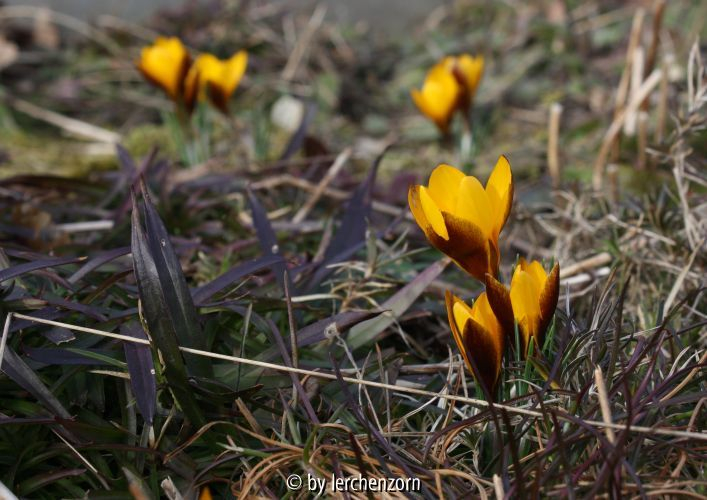 Crocus chrysanthus