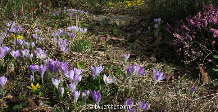 Crocus tommasinianus