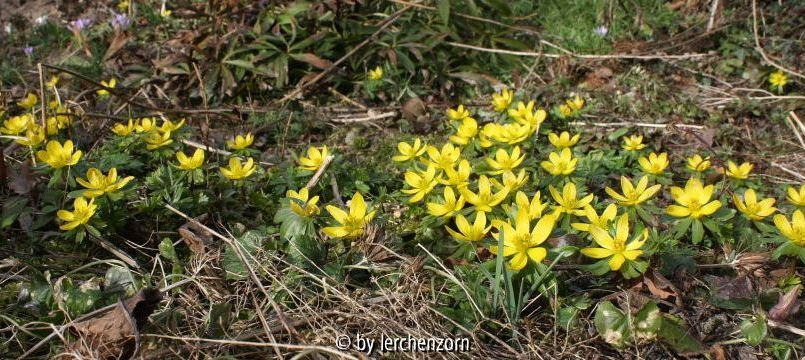 Eranthis hyemalis