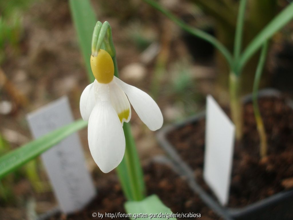 18.02.2014 Galanthus-Sendung
