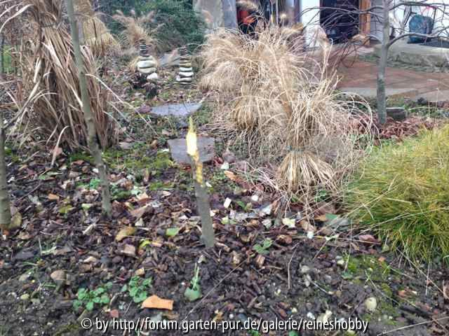 Biberfrass an der Buchenhecke