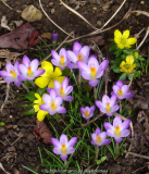 Crocus_14-1.jpg