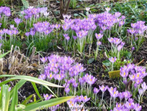 Crocus_14-2.jpg