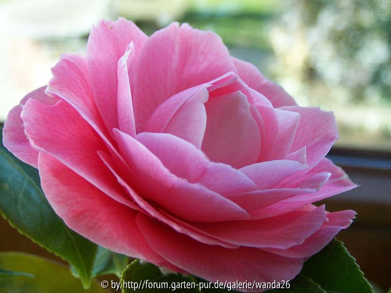 Bonomiana (rosa)