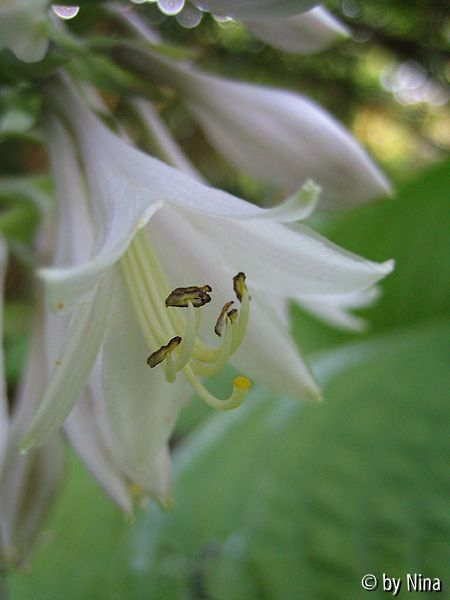 Blüte von ... (Schild verloren)