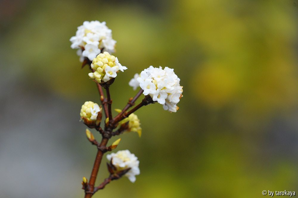 viburnum farreri candidissimum 2/14