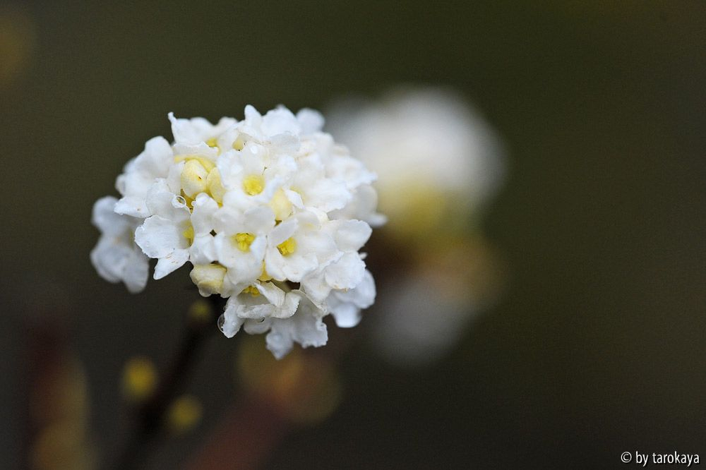 viburnum farreri candidissimum2 2/14