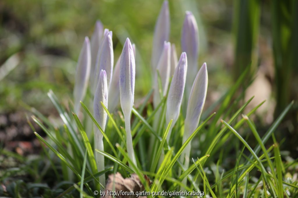 Krokus NN