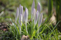 Krokus NN