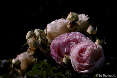 Rose 'Eden' in Variationen