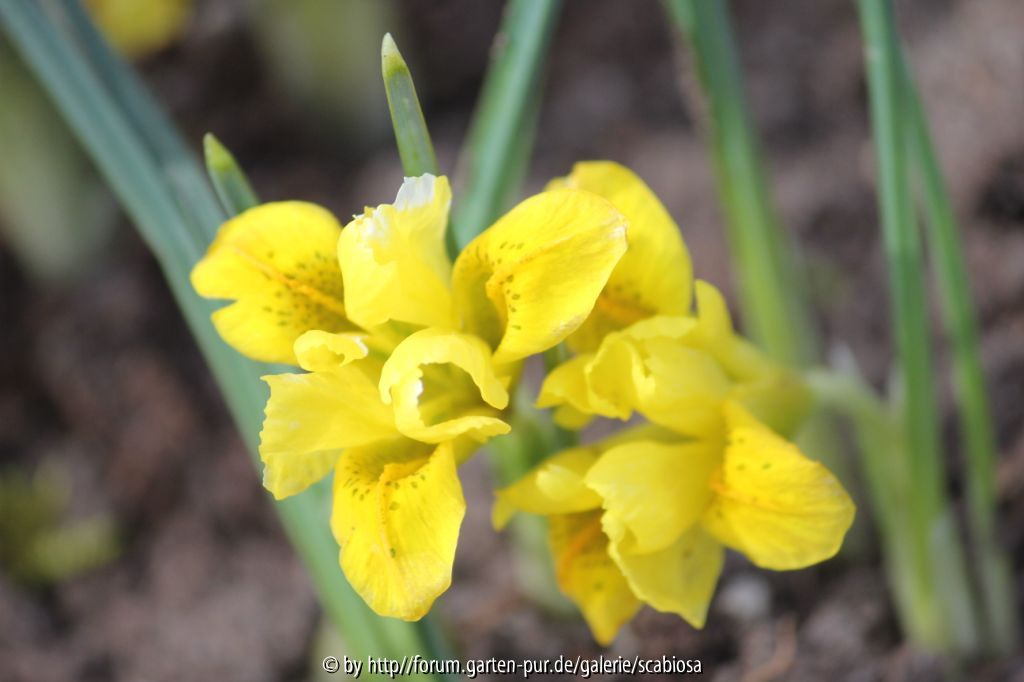 Iris danfordiae