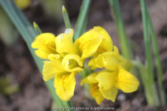 Iris danfordiae