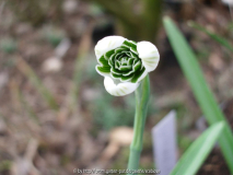 Galanthus 'Jaquenetta'