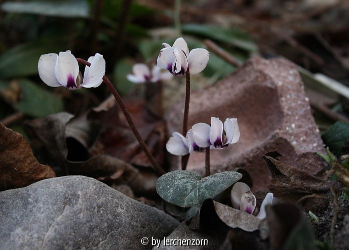 Cyclamen coum