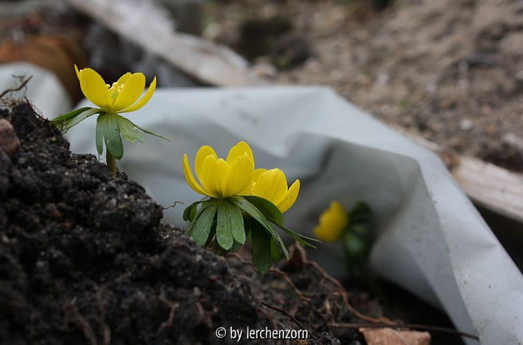 Eranthis hyemalis
