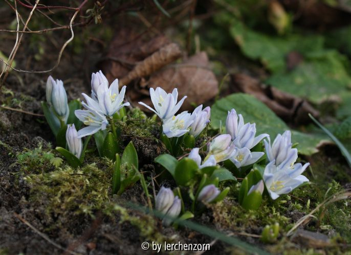 Scilla mischtschenkoana