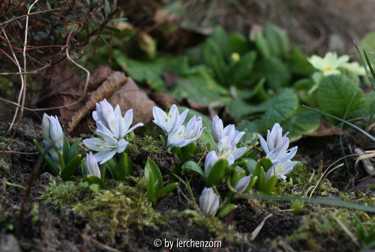 Scilla mischtschenkoana