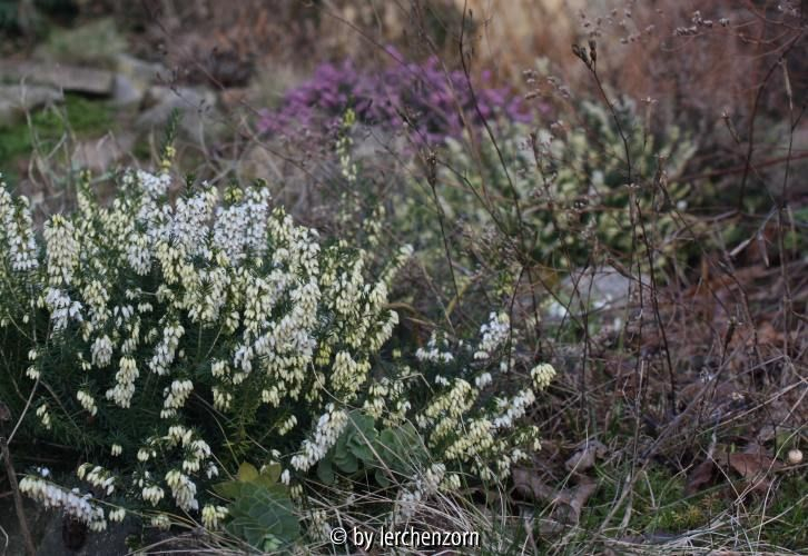 Erica carnea weiß