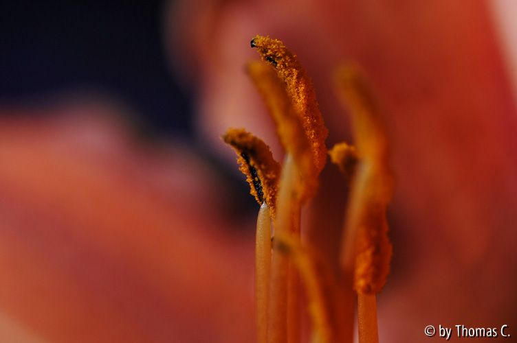 Hemerocallis Staubgefäße