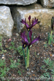 Iris h. George