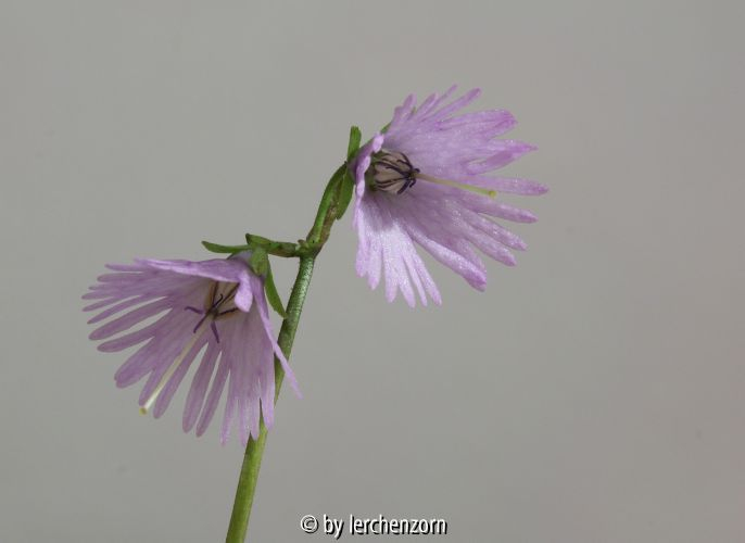 Soldanella alpina