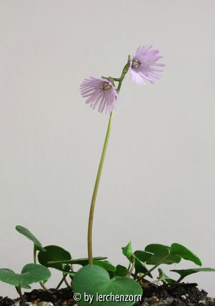 Soldanella alpina